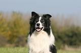 BORDER COLLIE 1405